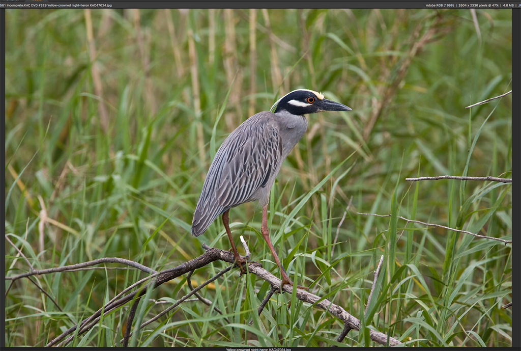 Houston Awarded Bird City Designation | Intown Magazine